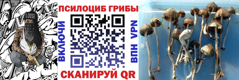 Купить закладки  Суздаль  Галлюциногенные грибы прущие грибы 